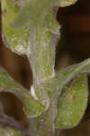 Pineland goldenaster